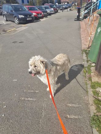 Tedy, lieb und freundlich