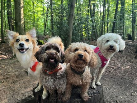 Suche Toypudel Zwergpudel Deckrüden