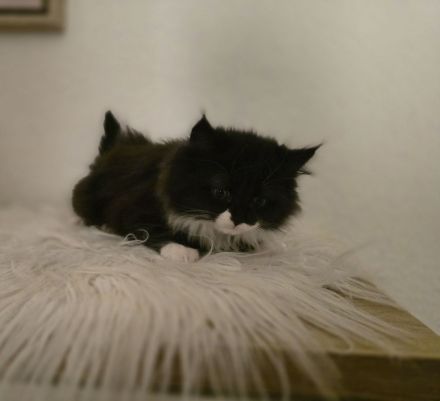 Britisch Langhaar/ Main Coon mix Kitten