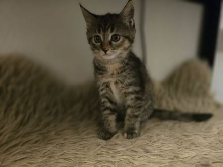 Britisch Langhaar/ Main Coon mix Kitten