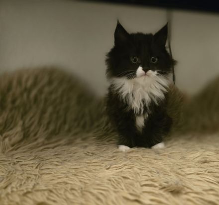 Britisch Langhaar/ Main Coon mix Kitten