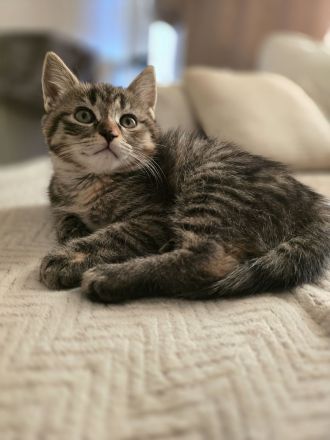 Britisch Langhaar/ Main Coon mix Kitten