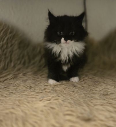 Britisch Langhaar/ Main Coon mix Kitten