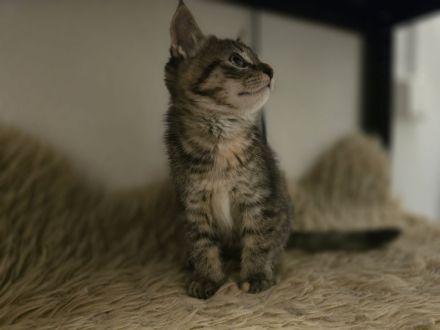 Britisch Langhaar/ Main Coon mix Kitten