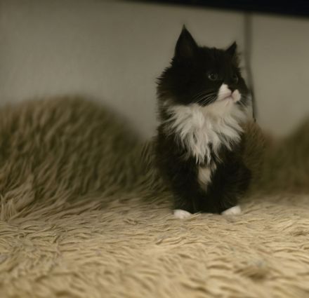 Britisch Langhaar/ Main Coon mix Kitten