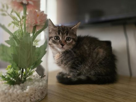 Britisch Langhaar/ Main Coon mix Kitten