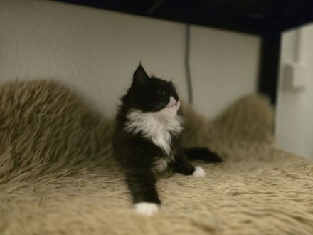 Britisch Langhaar/ Main Coon mix Kitten