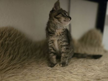 Britisch Langhaar/ Main Coon mix Kitten