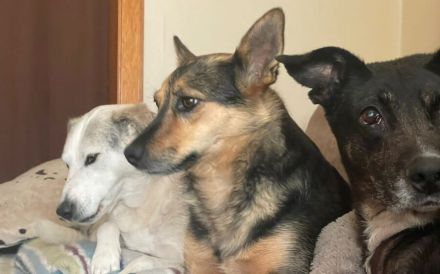 Schenkst du Eva dein Herz?