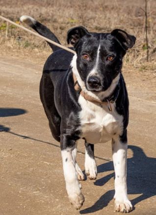 Frigyes wünscht sich mit seiner Familie das Dreamteam zu werden