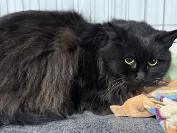 Welt, FIV und FelV positiv