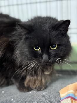 Welt, FIV und FelV positiv