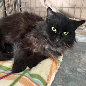 Welt, FIV und FelV positiv