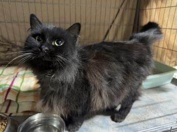 Welt, FIV und FelV positiv