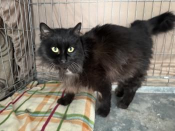 Welt, FIV und FelV positiv