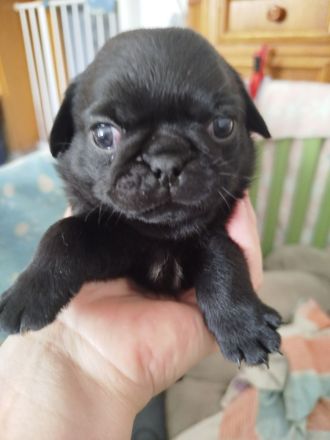 Zauberhafte Mops Welpen suchen ab April ein neues Heim