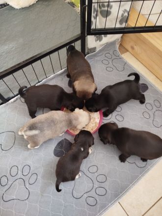 Zauberhafte Mops Welpen suchen ab April ein neues Heim