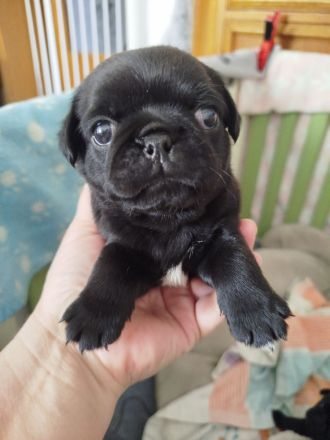 Zauberhafte Mops Welpen suchen ab April ein neues Heim