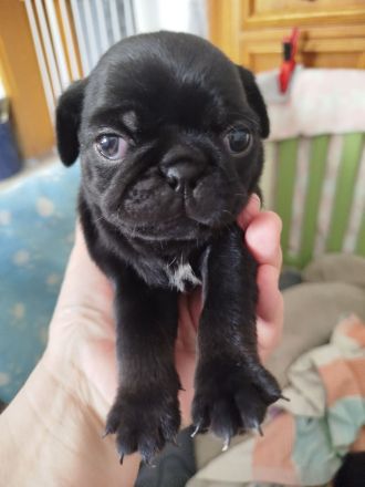 Zauberhafte Mops Welpen suchen ab April ein neues Heim