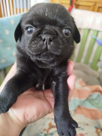 Zauberhafte Mops Welpen suchen ab April ein neues Heim