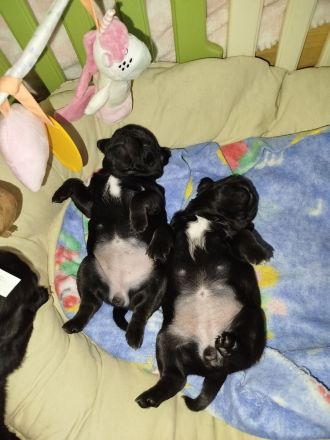 Zauberhafte Mops Welpen suchen ab April ein neues Heim