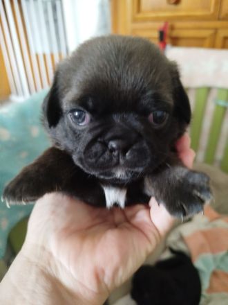 Zauberhafte Mops Welpen suchen ab April ein neues Heim