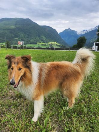 Alfred von der Windischen Höhe