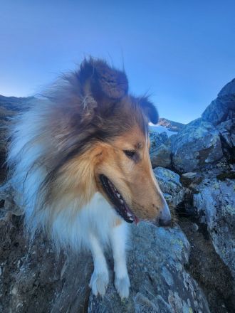 Alfred von der Windischen Höhe