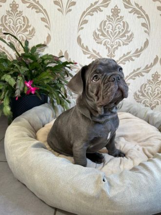 Französische Bulldogge Welpen