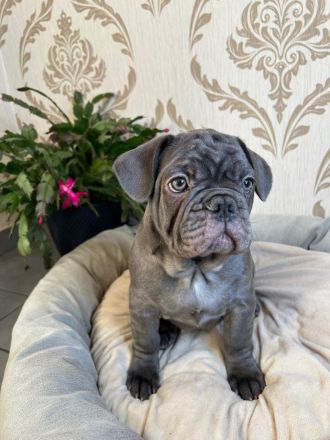 Französische Bulldogge Welpen