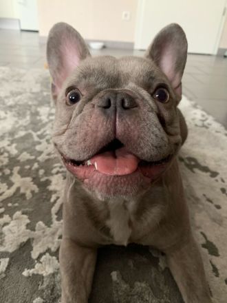 Französische Bulldogge Welpen