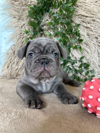 Französische Bulldogge Welpen