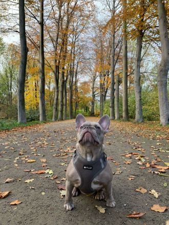 Französische Bulldogge Welpen
