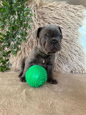 Französische Bulldogge Welpen