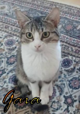 Vermittlungshilfe für Batman und Gaia