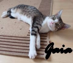 Vermittlungshilfe für Batman und Gaia