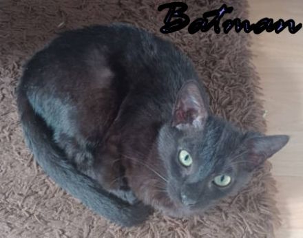 Vermittlungshilfe für Batman und Gaia