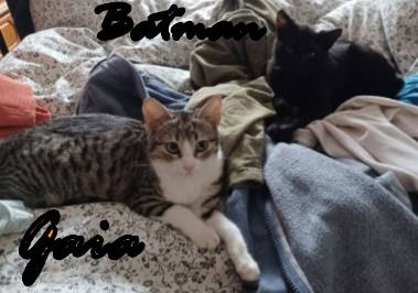 Vermittlungshilfe für Batman und Gaia