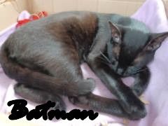 Vermittlungshilfe für Batman und Gaia