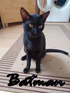 Vermittlungshilfe für Batman und Gaia