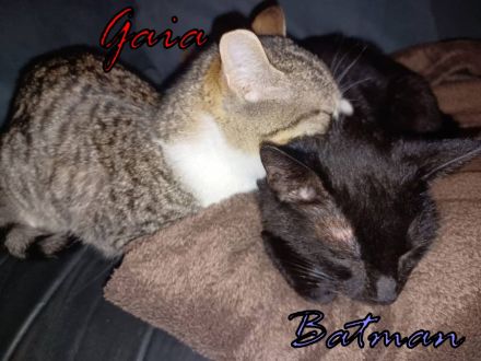 Vermittlungshilfe für Batman und Gaia