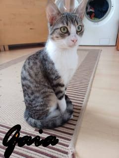 Vermittlungshilfe für Batman und Gaia