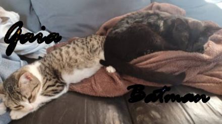 Vermittlungshilfe für Batman und Gaia