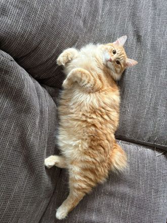 2 Kurilian Bobtail Jungkatzen als Geschwisterpaar (oder einzeln)