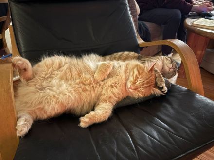 2 Kurilian Bobtail Jungkatzen als Geschwisterpaar (oder einzeln)