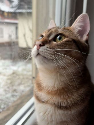 2 Kurilian Bobtail Jungkatzen als Geschwisterpaar (oder einzeln)