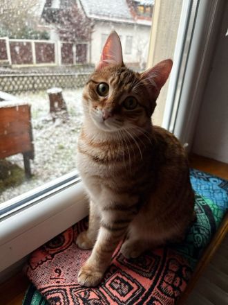 2 Kurilian Bobtail Jungkatzen als Geschwisterpaar (oder einzeln)