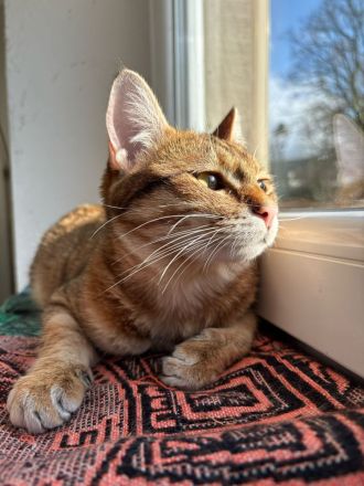 2 Kurilian Bobtail Jungkatzen als Geschwisterpaar (oder einzeln)