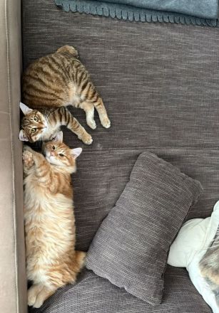 2 Kurilian Bobtail Jungkatzen als Geschwisterpaar (oder einzeln)