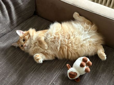 2 Kurilian Bobtail Jungkatzen als Geschwisterpaar (oder einzeln)